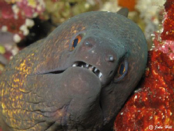 Hello Moray.  Canon G10, no strobe. by John Hill 